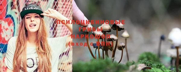 стаф Новокубанск
