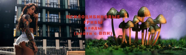 стаф Новокубанск