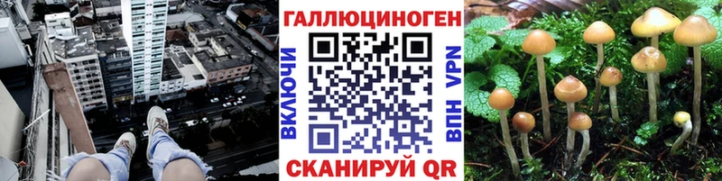 Псилоцибиновые грибы Psilocybe  Купить закладки  Протвино 
